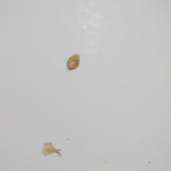 Allegory of Wealth French Vouet Print from Louvre - Picture 12 of 12